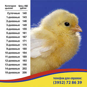 Продажа цыплят продлена до конца июня